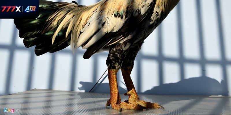 Án Thiên là vảy cho thấy dấu hiệu tốt