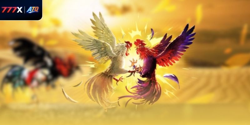 Hiểu rõ cách tính thắng thua giúp người chơi áp dụng luật AOG đá gà tại 777x chính xác.