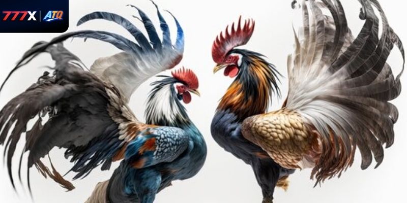 Hiểu rõ điểm nổi bật giúp người chơi áp dụng đá gà cựa sắt tại 777x hiệu quả và nâng cao trải nghiệm.