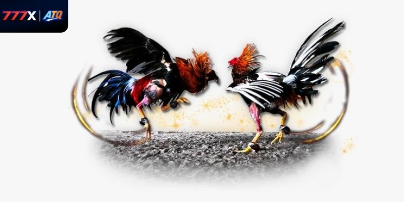 Hiểu rõ cách tính thắng thua giúp người chơi áp dụng đá gà cựa sắt tại 777x chính xác.