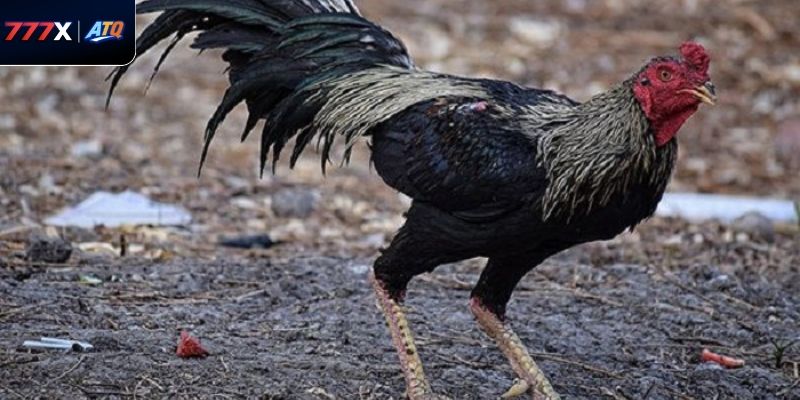 Hé lộ lối đá tốc độ và kỹ thuật