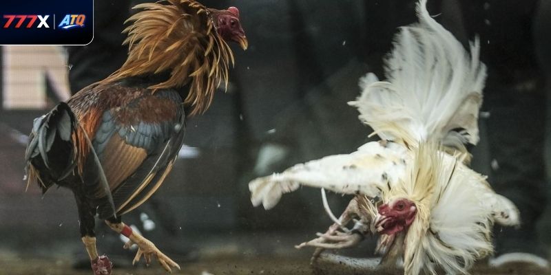 Khám phá đa dạng hình thức chọi gà có mặt tại 777x