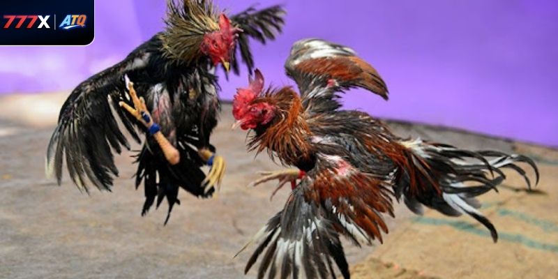 Khéo léo phân tích kỹ lưỡng thông tin