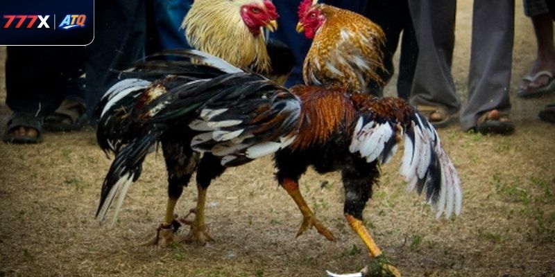 Luật Đá Gà Miền Bắc Tại 777x – Hướng Dẫn Chi Tiết Cho Người Chơi