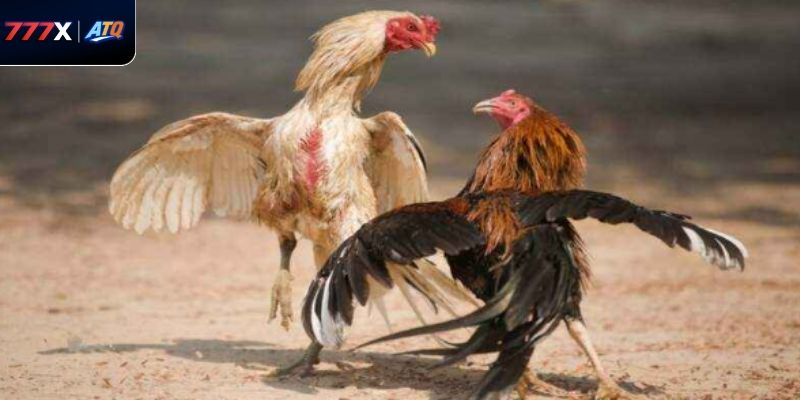 Hiểu rõ các điểm nổi bật giúp người chơi áp dụng luật đá gà miền Bắc tại 777x hiệu quả hơn.