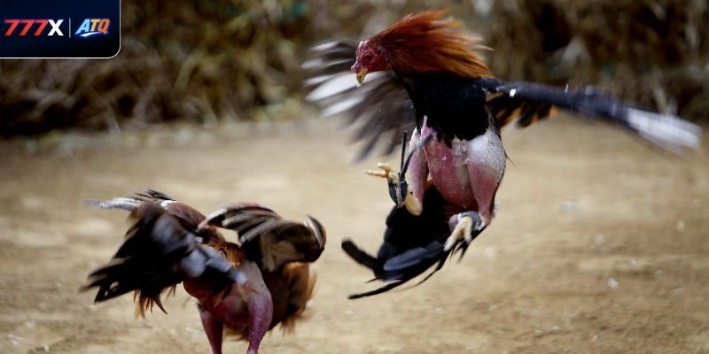 Hiểu rõ cách tính thắng thua giúp người chơi áp dụng luật đá gà miền Bắc tại 777x chính xác.