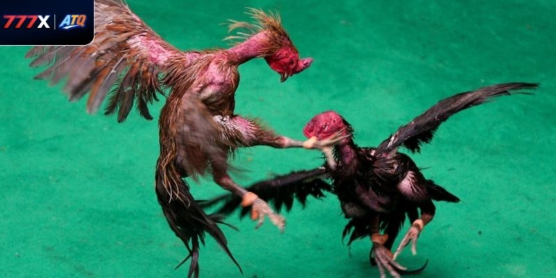 Tìm hiểu sức cuốn hút của đá gà thái lan 