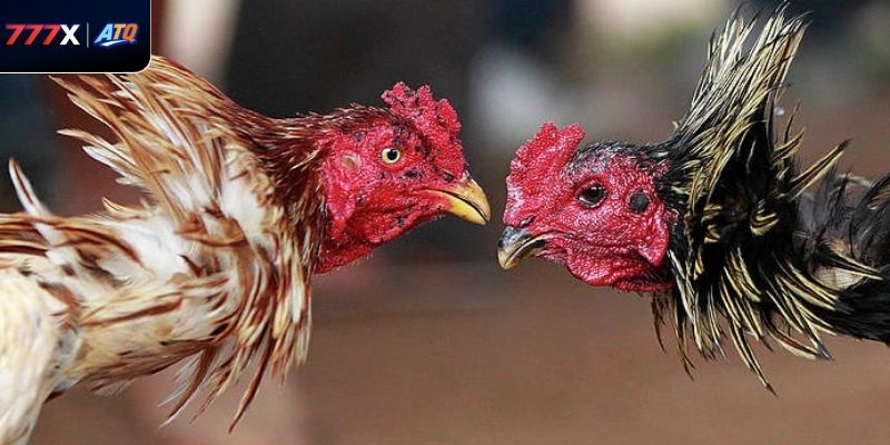 Tổng hợp các dòng chiến kê lừng danh