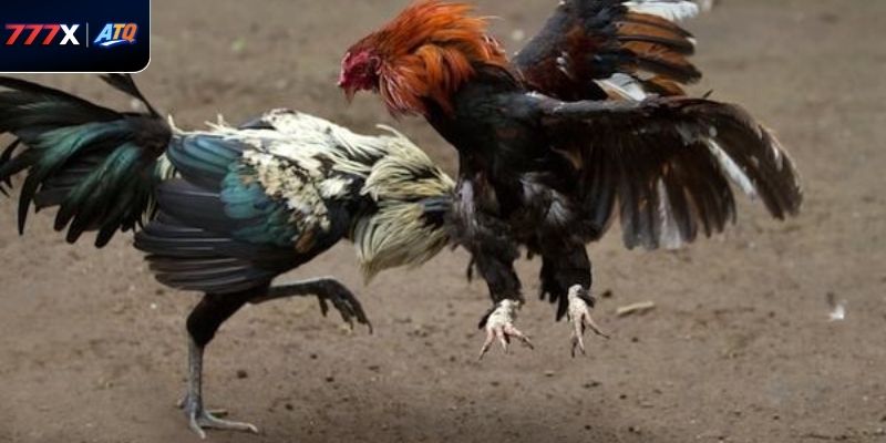 Vài nét xoay quanh trực tiếp đá gà azpro 