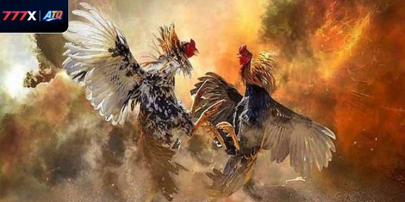 Kết hợp nhiều yếu tố giúp nâng cao tỷ lệ thắng trong Ws168 đá gà tại 777x.